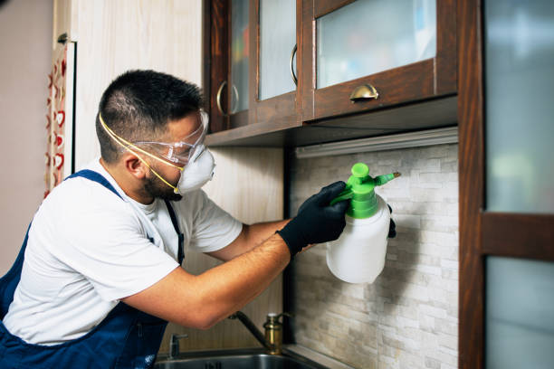 Best Rat Extermination Near Me  in Massac, KY