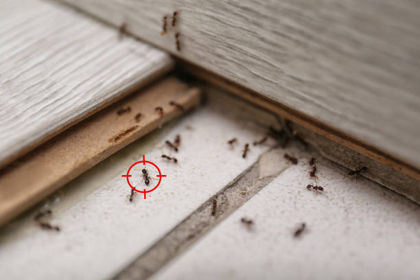 Best Affordable Pest Control Services  in Massac, KY